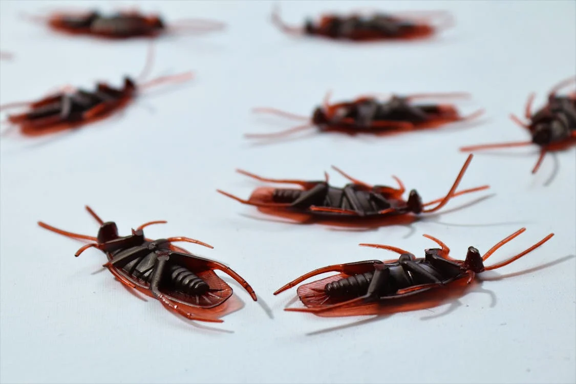 Guide to SEO for Pest Control Companies (2025) featured cover image