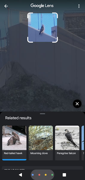 Google Lens recognizing a Hawk Image 